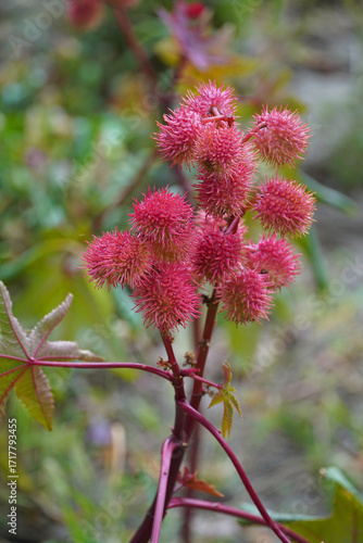 Common castor oil plant seeds fruits oil-bearing medicinal ornamental garden plant flora nature