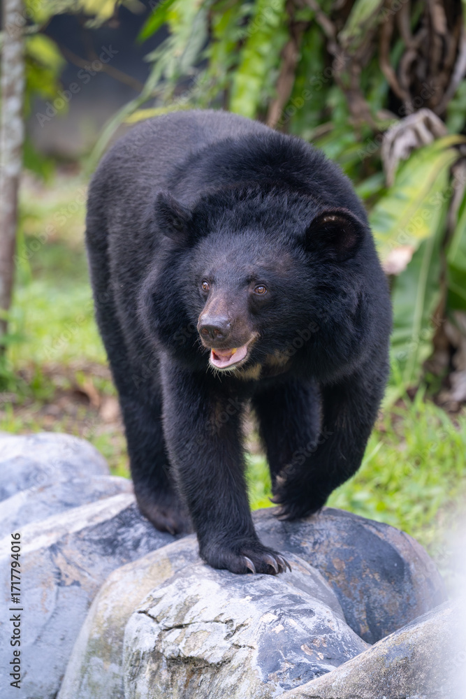 Obraz premium Asian Black Bear Walking Outdoors in Natural Setting