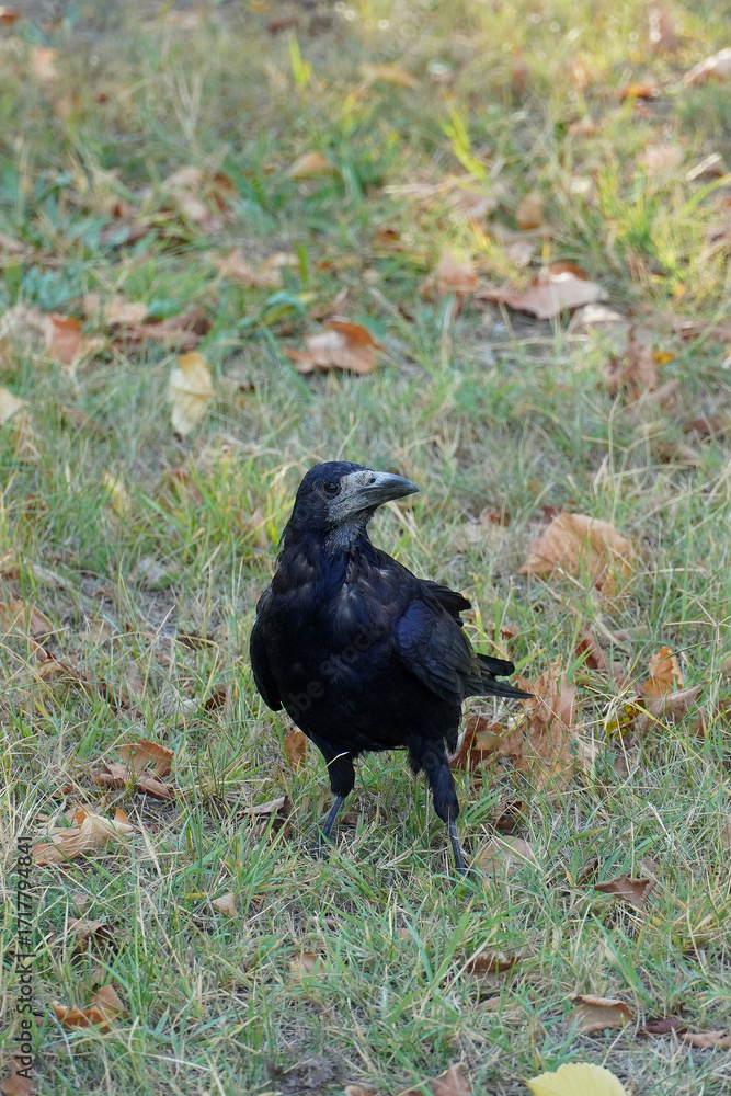 Obraz premium Rook black raven big bird nature fauna park