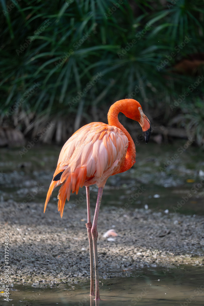 Fototapeta premium Flamingos Feeding in Wetland Habitat