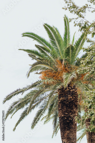 date palm in warm karays