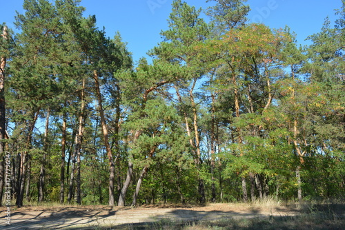 Nature of a small forest against a blue sky and sunbeams. Old pine trees with brown-gray trunks, long green needles, green deciduous trees, large bushes, dried flowers, and golden grass.