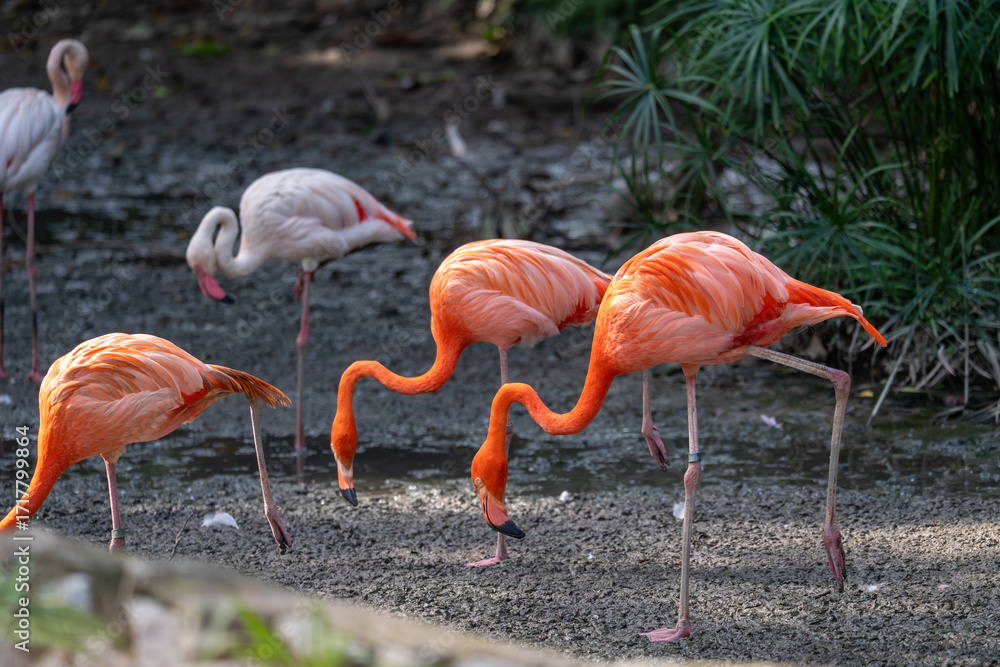 Fototapeta premium Flamingos Feeding in Wetland Habitat