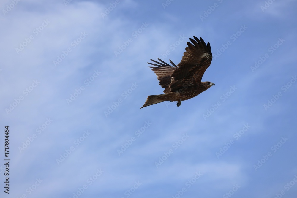Fotografie a black kite in flight