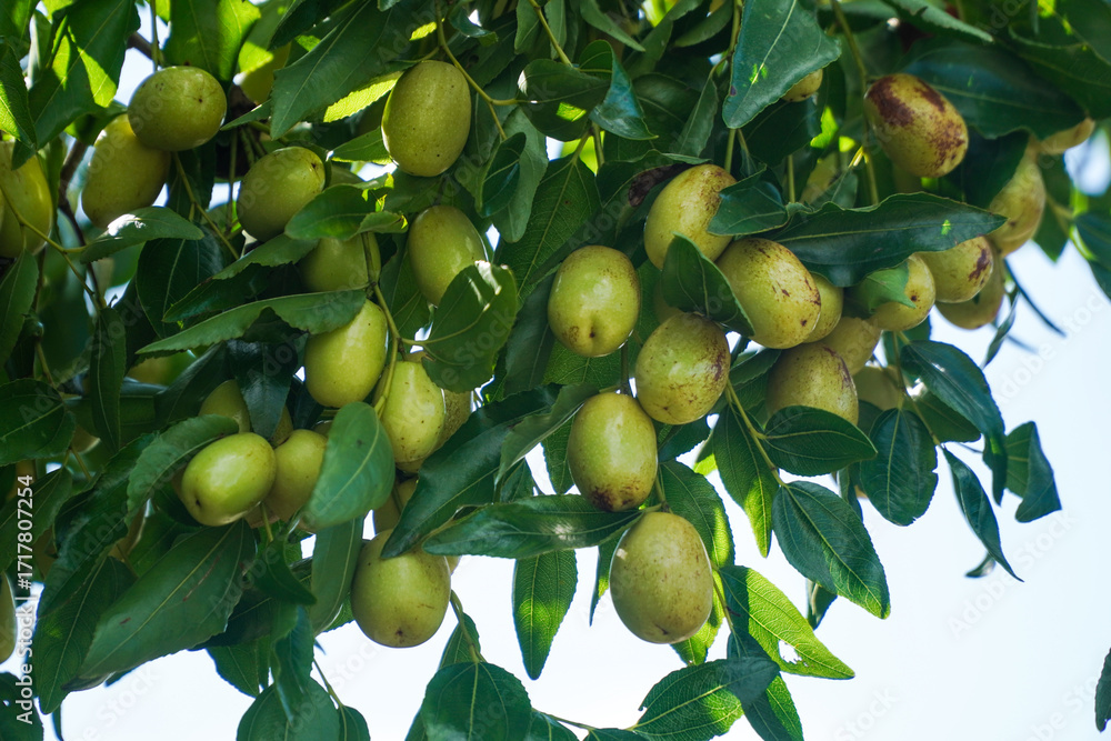 Fototapeta premium Ripe Jujubes Hanging from a Branch with Green Leaves in the Sunlight