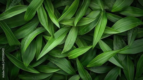 Emerald Foliage, Nature's Abundance with Lush Green Leaves Background Theme.