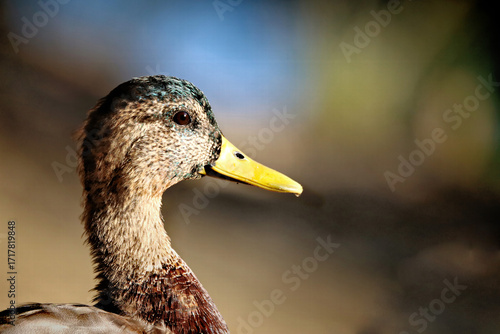 Duck