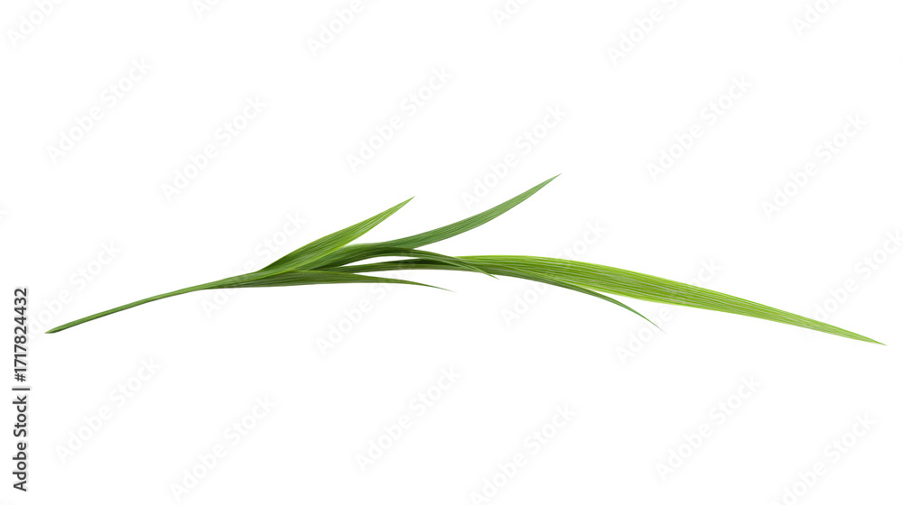 Fototapeta premium Green blade of grass isolated on a transparent background