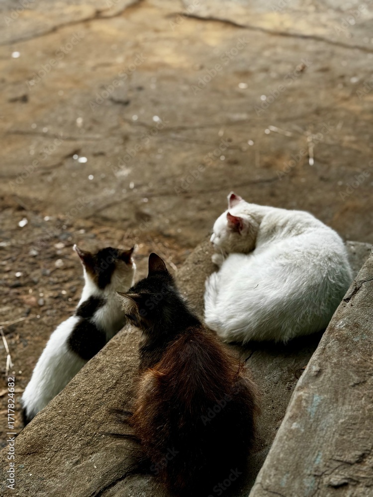 Obraz premium Three Cats Resting Peacefully Outdoors