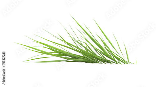 Green grass blades isolated on a transparent background