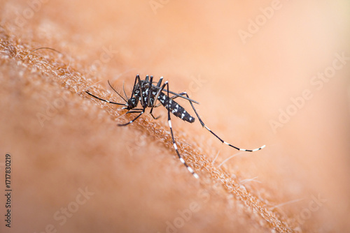 Aedes aegypti mosquito biting human skin transmitting disease