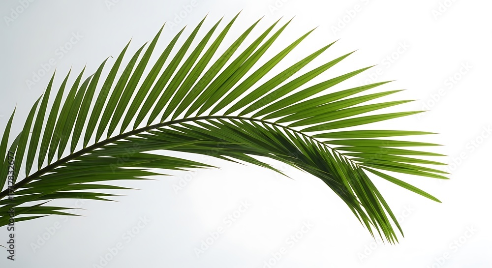 Fototapeta premium Tropical Palm Leaf, Green Frond Branch on White Background, Isolated