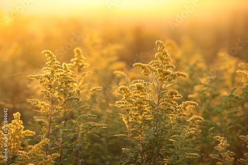Goldenrod - Solidago blooming in a meadow during sunrise, Poland