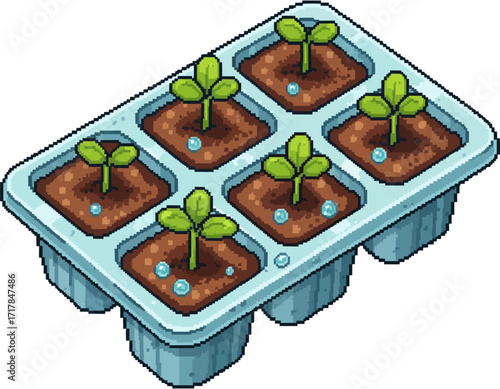 Six small plants growing in a seed starting tray.