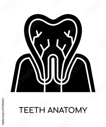 Teeth Anatomy