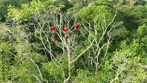 Wallpaper Mural Scarlet macaws in a tree in their natural habitat in Costa Rica Torontodigital.ca