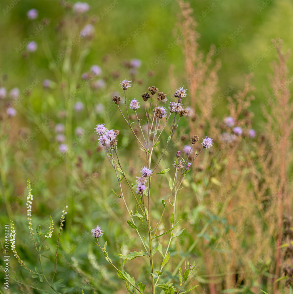 Fototapeta premium cirsium arvense
