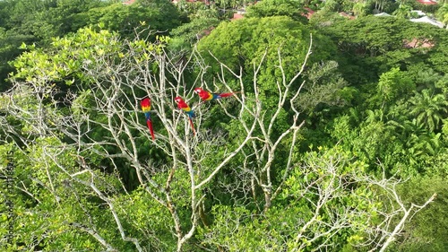 Scarlet macaws in a tree in their natural habitat in Costa Rica