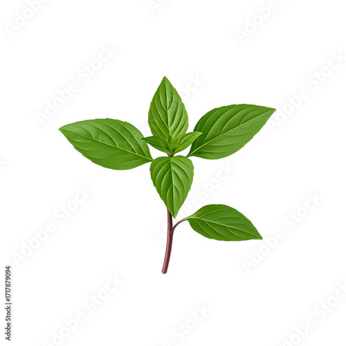 Thai sweet basil