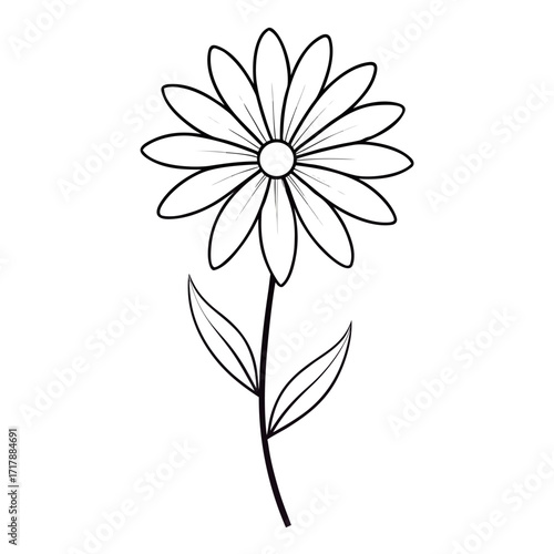 osteospermum serenity white vector isolated