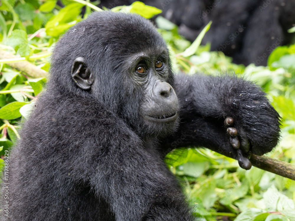 Obraz premium Mountain Baby Gorilla - Bwindi Impenetrable Forest, Uganda