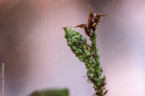 Rose bud with aphids.