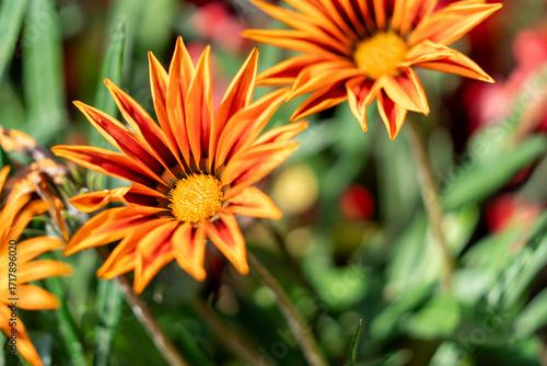 Gazania (Gazania rigens, Treasure Flower) mit farbenprächtigen Blüten – Zierpflanze im Garten, Sommerblume, Naturfotografie, florale Schönheit, Pflanzenporträt