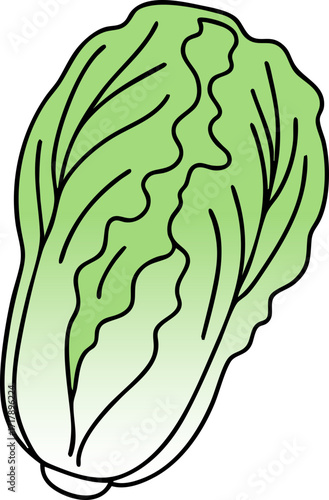 Napa Cabbage Illustration