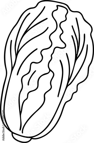 Napa Cabbage Illustration