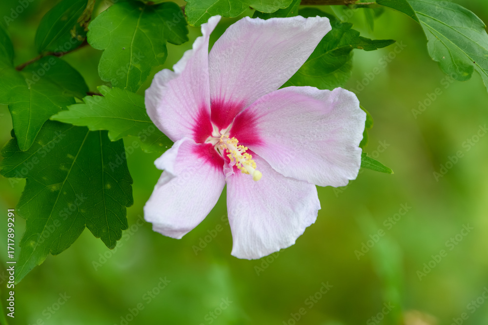 Obraz premium 夏の庭に咲くピンク色と赤のムクゲの花