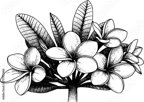 Monochrome halftone of blooming plumeria flowers with detailed leaves illustration