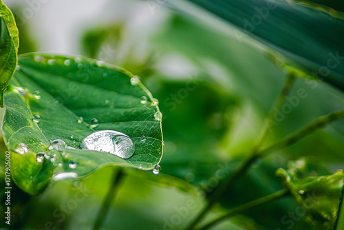 Water drops on leaves on World Environment Day or sustainability concept ESG, CSR, environmental care, business growth.