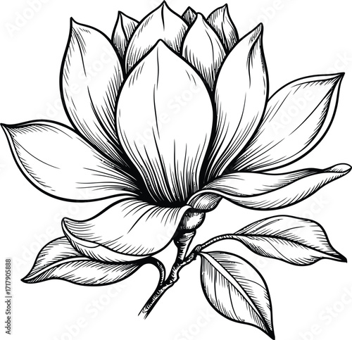 Detailed black and white line drawing of a magnolia flower with leaves on a white background art piece