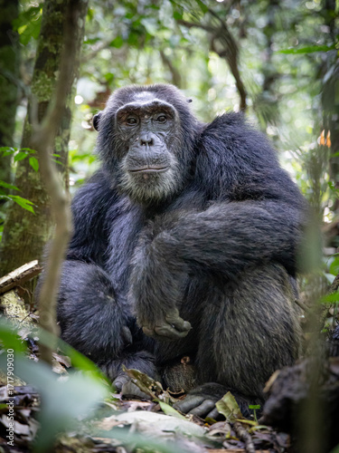 Chimpanzee - Kibale National Park, Uganda