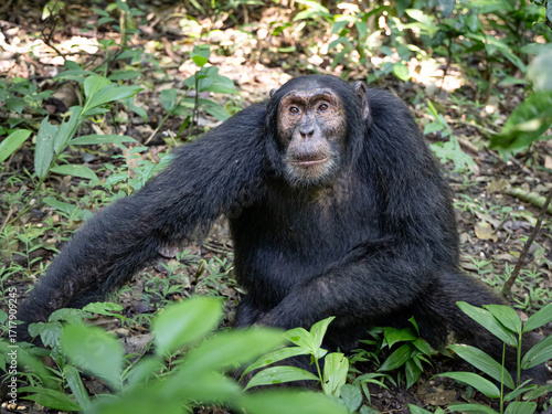 Chimpanzee - Kibale National Park, Uganda