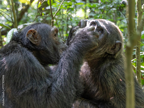 Chimpanzees - Kibale National Park, Uganda