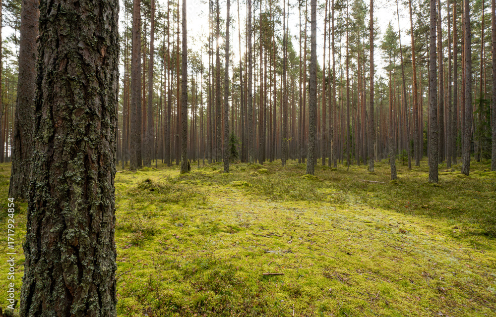 Obraz premium Green pine forest.A green meadow made of moss in the forest.A place to set up a tent for the night.