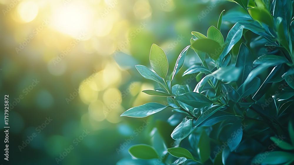Obraz premium A leafy green bush with sunlight shining on it
