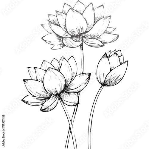 Lotus Flower Sketch Outline Illustration in Black and White – Hand Drawn Botanical Vector