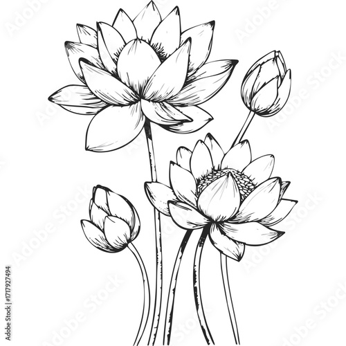 Lotus Flower Sketch Outline Illustration in Black and White – Hand Drawn Botanical Vector