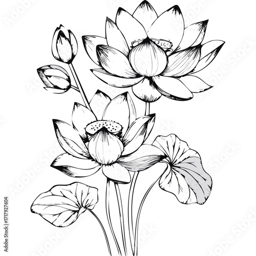 Lotus Flower Sketch Outline Illustration in Black and White – Hand Drawn Botanical Vector