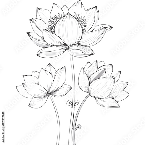Lotus Flower Sketch Outline Illustration in Black and White – Hand Drawn Botanical Vector