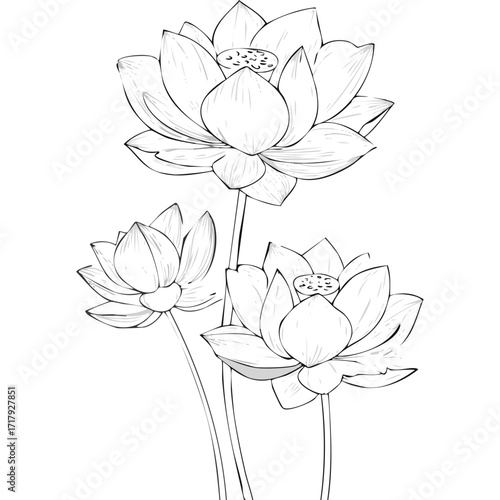 Lotus Flower Sketch Outline Illustration in Black and White – Hand Drawn Botanical Vector