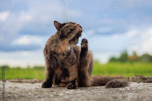 Itchy cat try to scratching its skin. Concept for pet skin's health problem from flea parasit.
