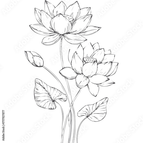 Lotus Flower Sketch Outline Illustration in Black and White – Hand Drawn Botanical Vector