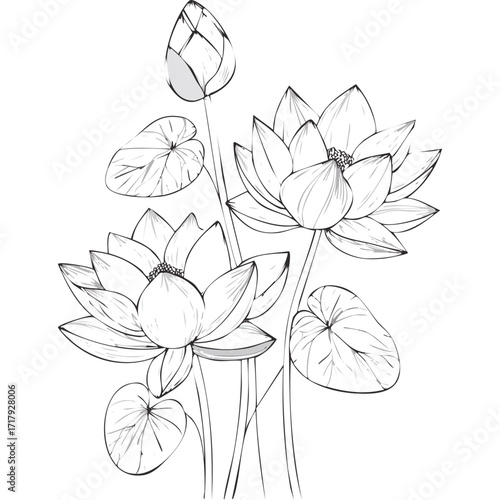 Lotus Flower Sketch Outline Illustration in Black and White – Hand Drawn Botanical Vector