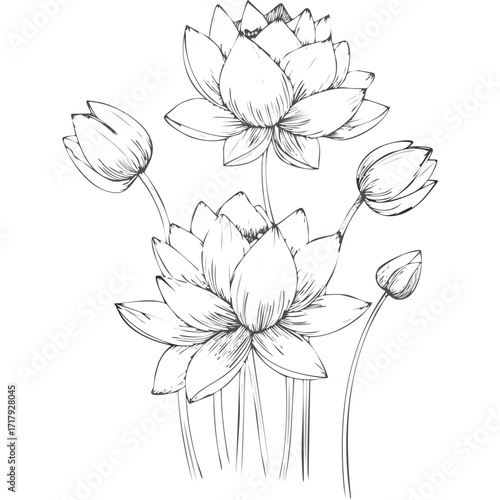 Lotus Flower Sketch Outline Illustration in Black and White – Hand Drawn Botanical Vector
