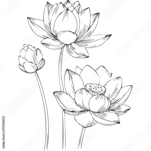Lotus Flower Sketch Outline Illustration in Black and White – Hand Drawn Botanical Vector