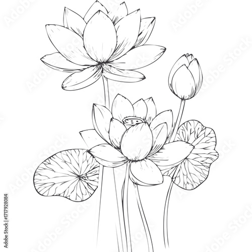 Lotus Flower Sketch Outline Illustration in Black and White – Hand Drawn Botanical Vector
