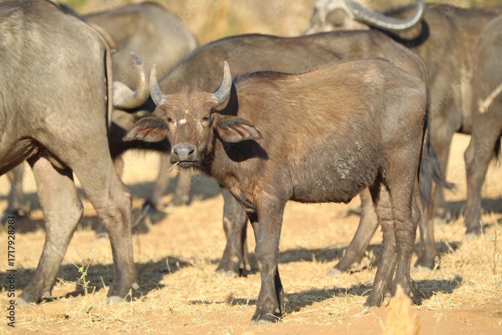Obraz premium Cape buffalo calf in Kruger National Park herd, iconic African safari wildlife.